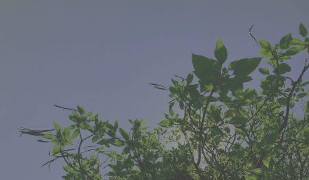 tree-background